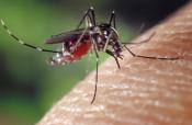 Toruń: Walka z komarami trwa